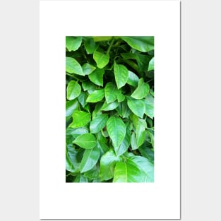 Lemon Tree Leaves Posters and Art